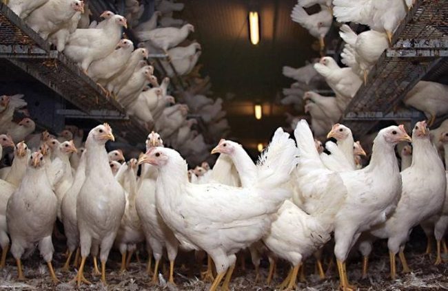 8 نکته در مورد خوراک مرغ های تخم گذار خارج از قفس