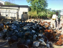 پرورش مرغ محلی با سود فراوان و سرمایه کم